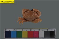 藏品(肉球皺蟹)的圖片